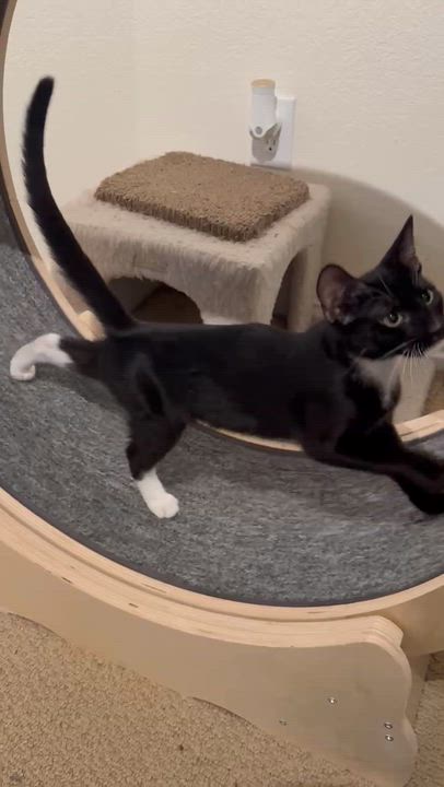 Enlarge Stella (tuxedo), a ADOPTABLE Domestic Short Hair in Allen, TX video 5/6