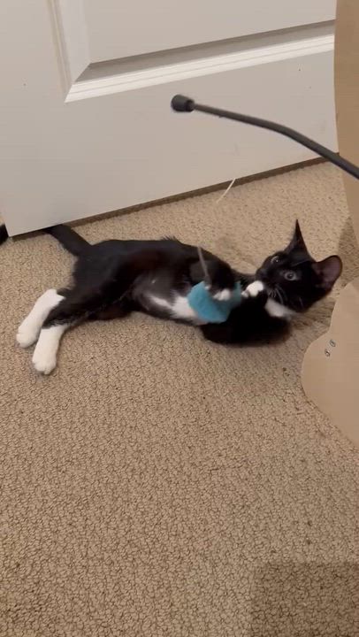 Enlarge Stella (tuxedo), a ADOPTABLE Domestic Short Hair in Allen, TX video 6/6