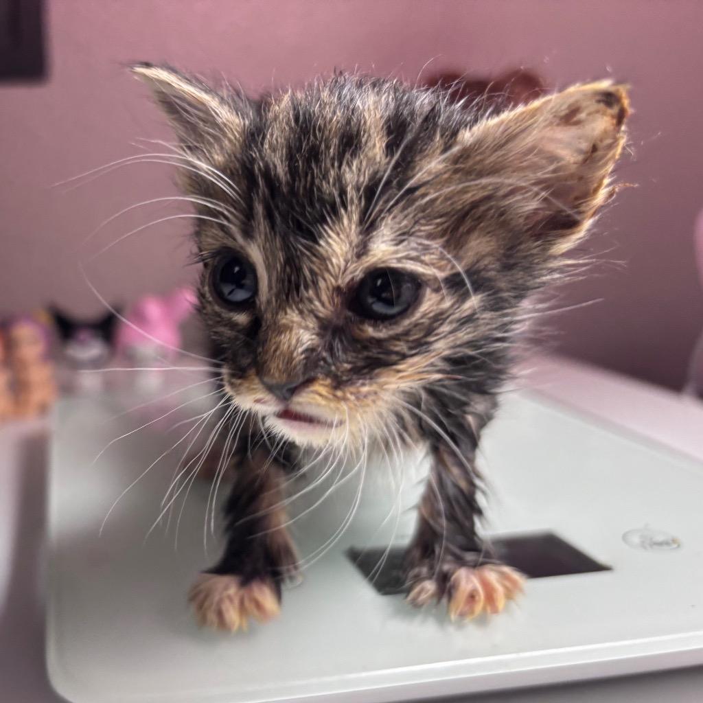 Tweed, Adoptable, Kitten Male Domestic Short Hair.