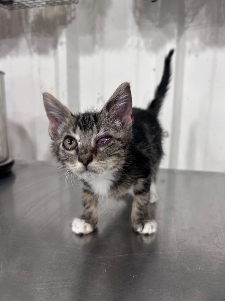 Enlarge Tweed, a Adoptable mixed breed in Corpus Christi, TX image 3/4