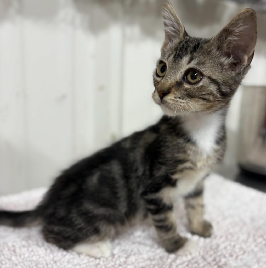 Enlarge Tweed, a Adoptable mixed breed in Corpus Christi, TX image 4/4