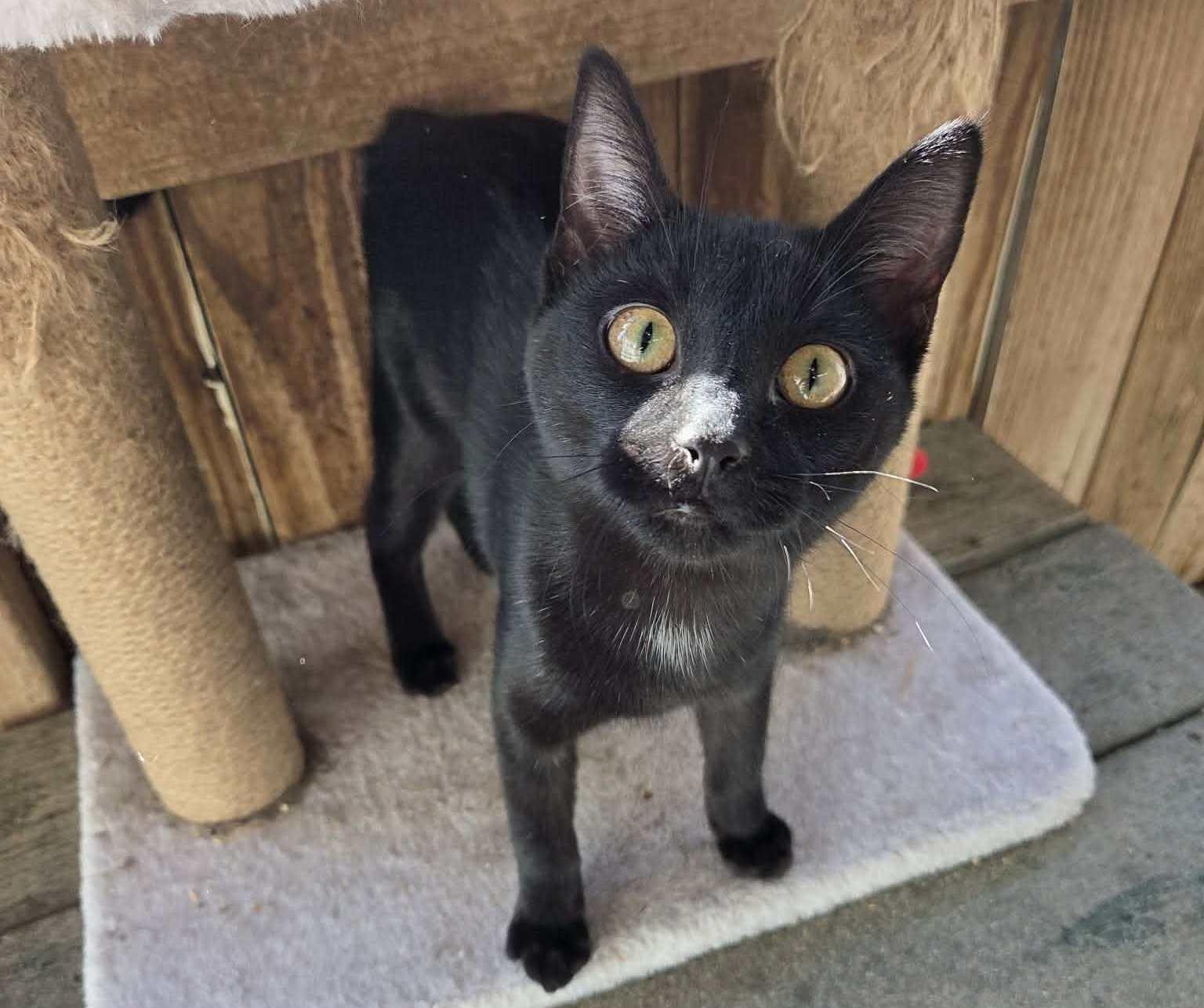 Enlarge Nova, an adopted mixed breed in Anniston, AL image 2/4