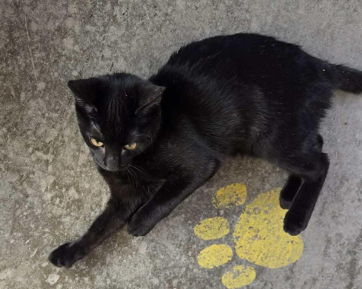 Enlarge Nova, an adopted mixed breed in Anniston, AL image 4/4