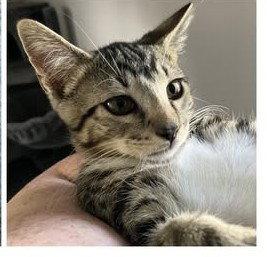 Purry, Adoptable, Young Male Domestic Short Hair.