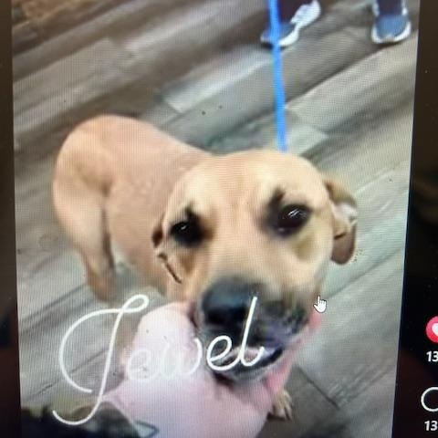 Enlarge Jewel, an adopted mixed breed in Lonsdale, AR image 1/6