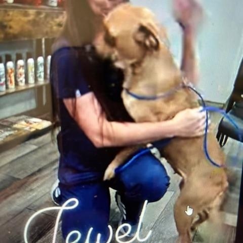 Enlarge Jewel, an adopted mixed breed in Lonsdale, AR image 4/6