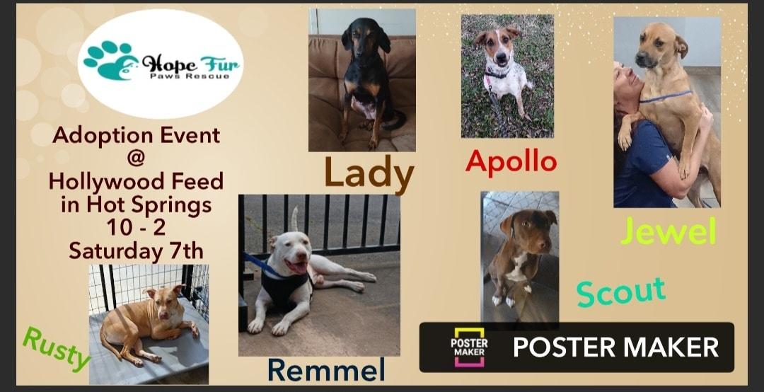 Enlarge Jewel, an adopted mixed breed in Lonsdale, AR image 6/6