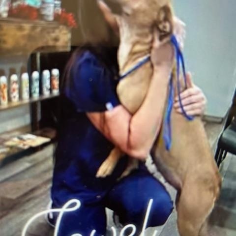 Enlarge Jewel, an adopted mixed breed in Lonsdale, AR image 3/6