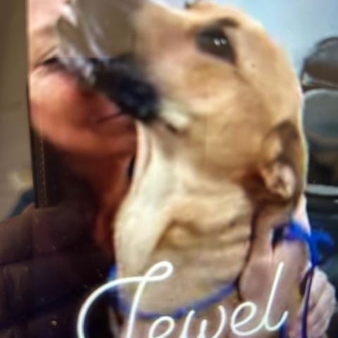 Enlarge Jewel, an adopted mixed breed in Lonsdale, AR image 2/6