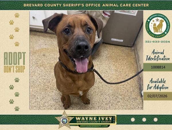 Scooby, Adoptable, Adult Male Mixed Breed.