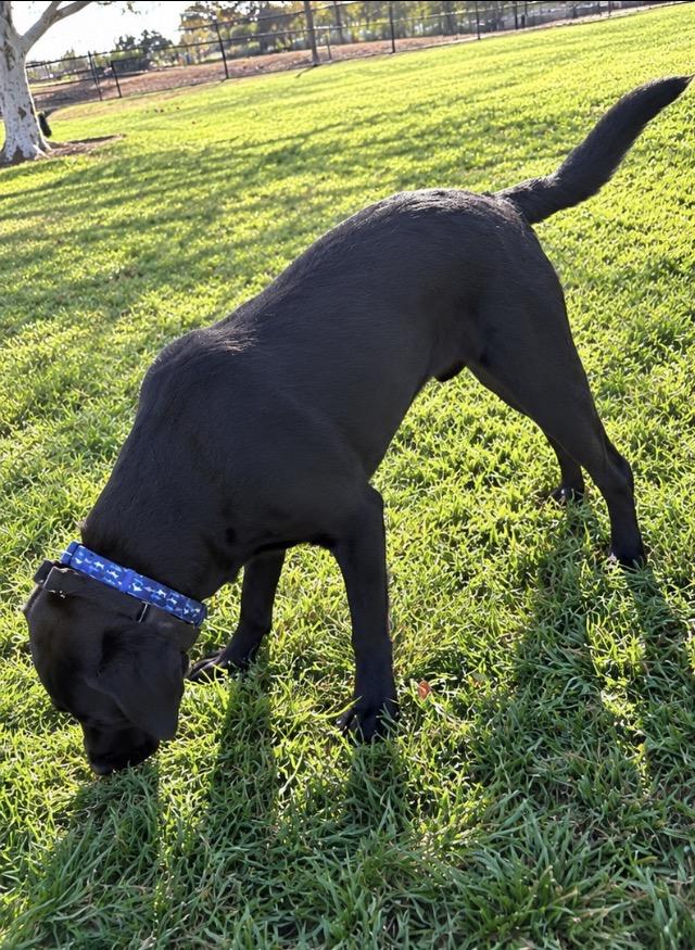 Enlarge SHADOW THE SNUGGLE KING, a Adopted Labrador Retriever in woodland, CA image 3/4
