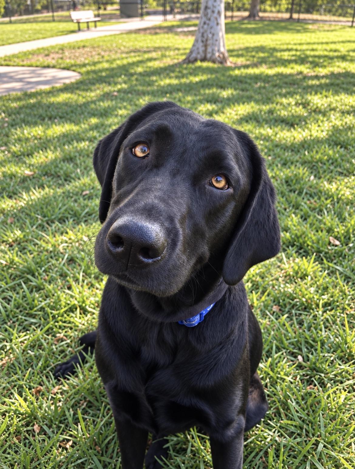 Enlarge SHADOW THE SNUGGLE KING, a Adopted Labrador Retriever in woodland, CA image 4/4