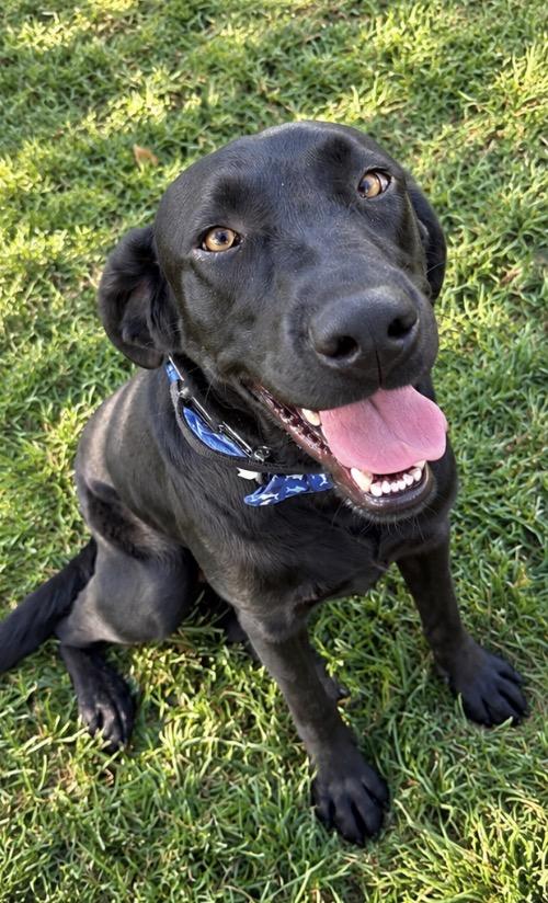 Enlarge SHADOW THE SNUGGLE KING, a Adopted Labrador Retriever in woodland, CA image 2/4