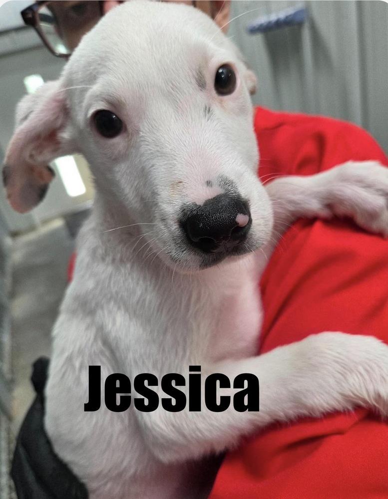 Jessica, Adoptable, Puppy Female Hound & Terrier.