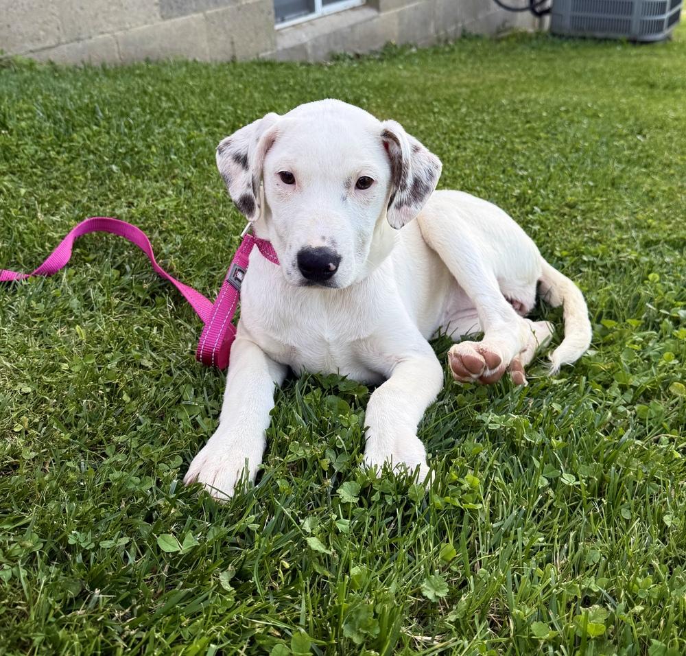 Jessica, a Adoptable mixed breed in Irwin, PA image 2/4