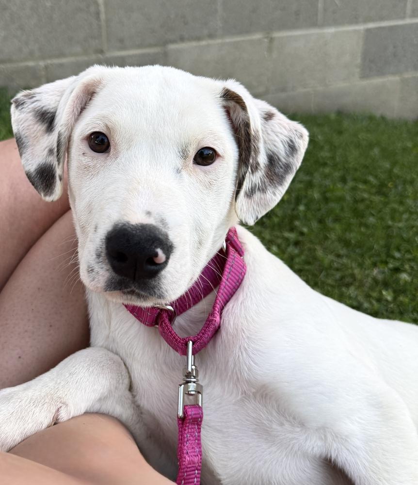 Jessica, a Adoptable mixed breed in Irwin, PA image 3/4