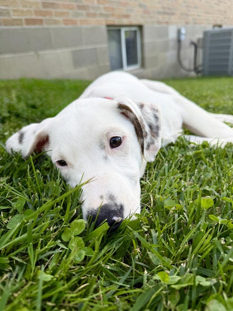Jessica, a Adoptable mixed breed in Irwin, PA image 4/4