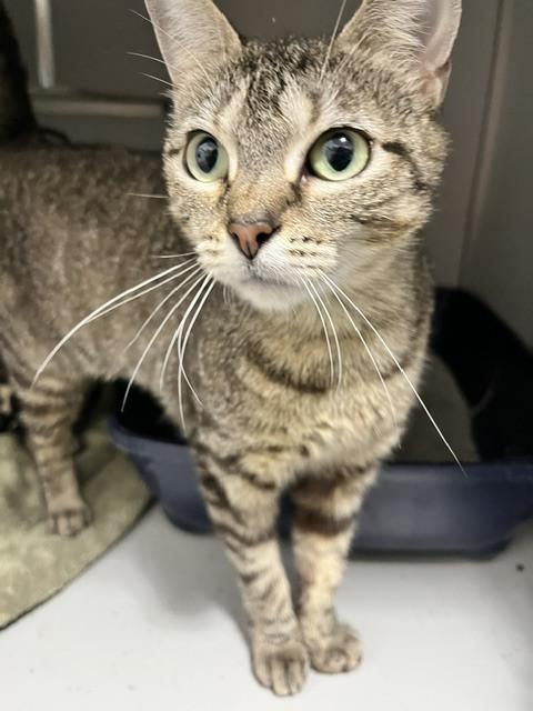 Enlarge Sarafina, a Adoptable Domestic Short Hair in Anoka, MN image 1/1