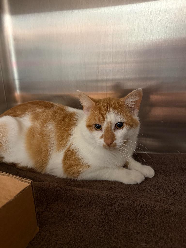 Nacho, Adoptable, Adult Male Domestic Short Hair.