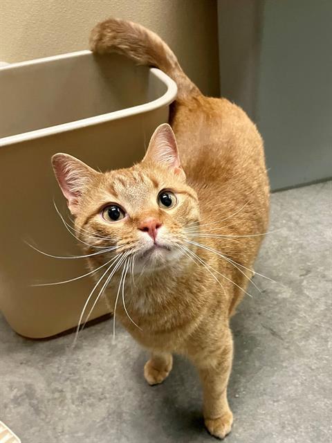 Enlarge STEW, a Adoptable Domestic Short Hair in Clyde, NC image 1/1
