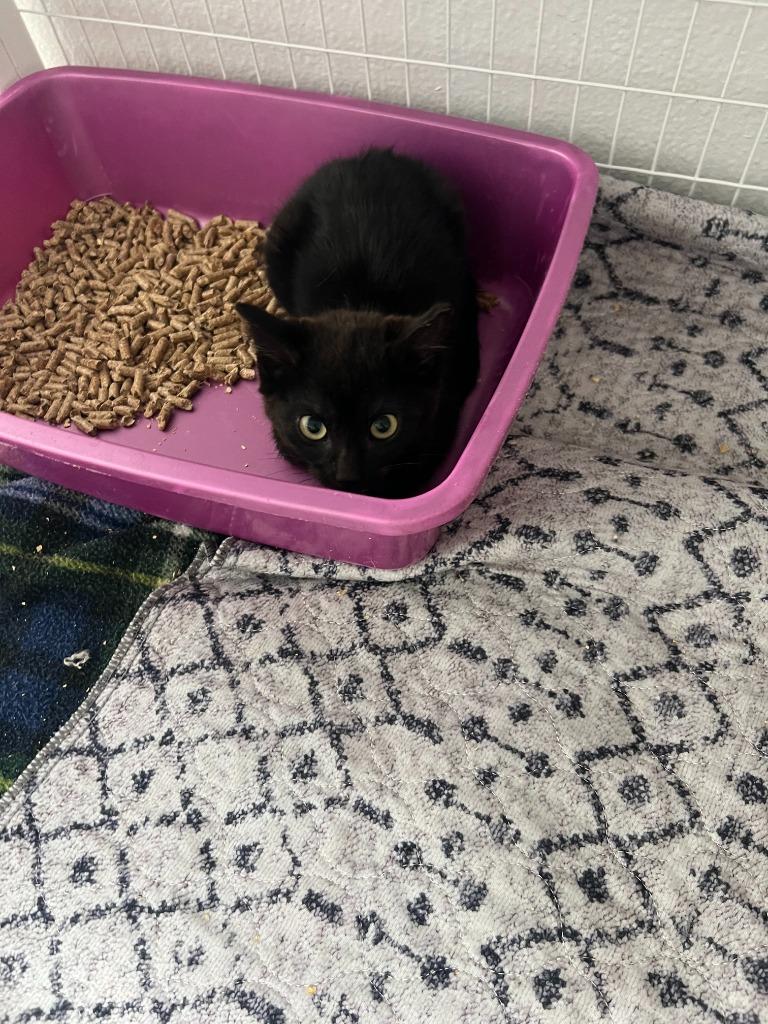 Capri, Adoptable, Kitten Female Domestic Short Hair.