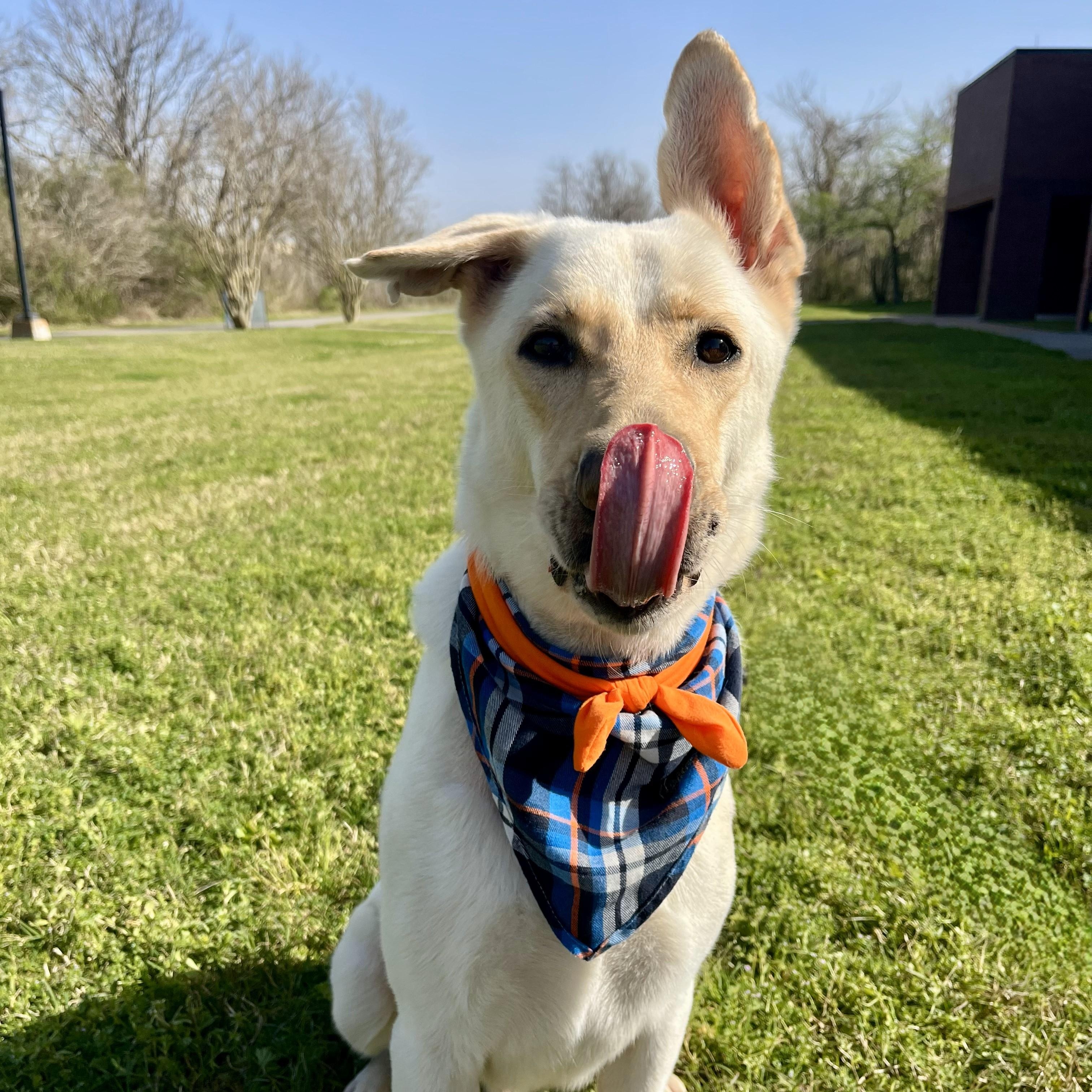 Moscow Mule — thumbnail 6