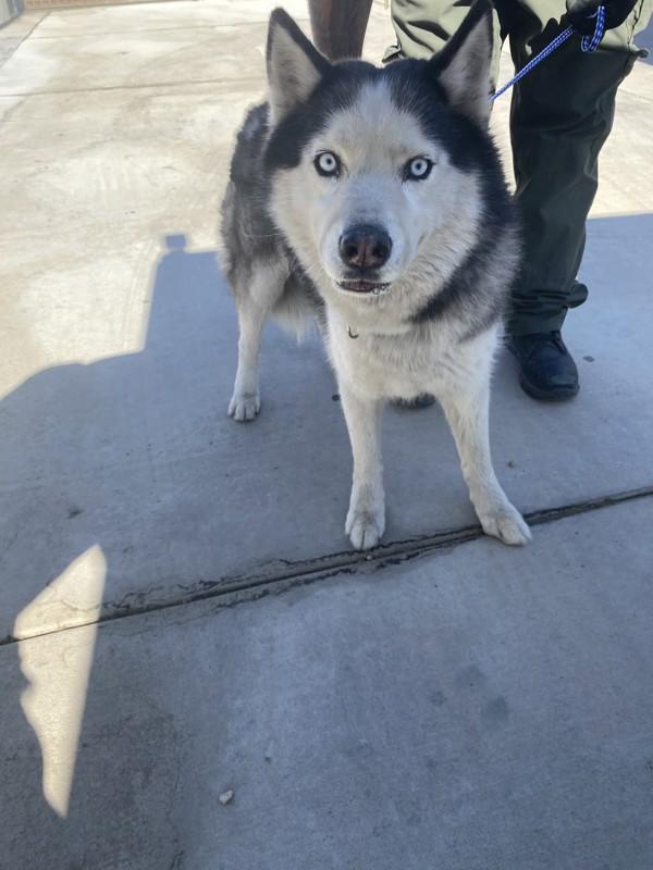 Enlarge Fargo, a Adoptable mixed breed in Victorville, CA image 1/1