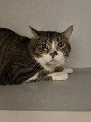 Benny, Adoptable, Adult Male Domestic Short Hair & Domestic Short Hair.