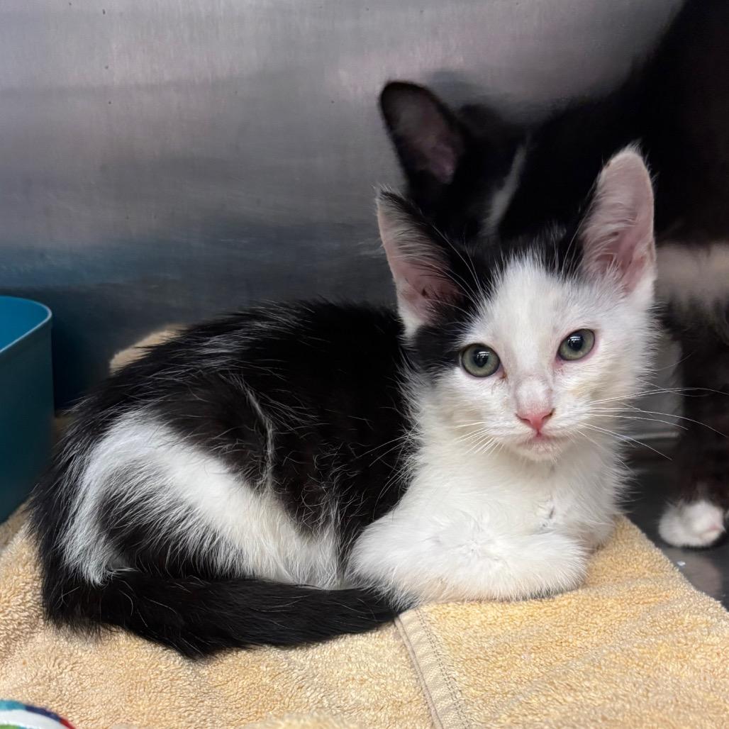 Brooklyn — thumbnail 2