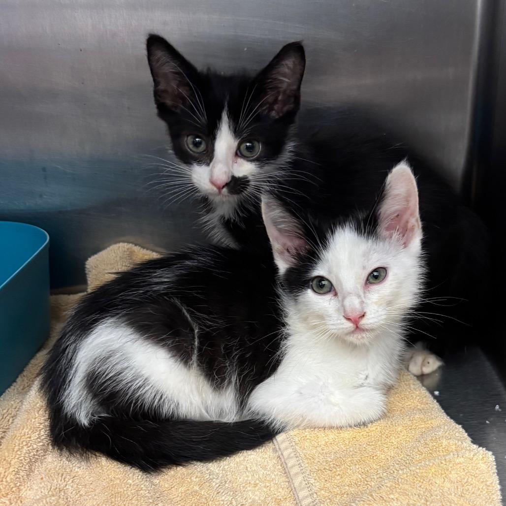 Brooklyn — thumbnail 3