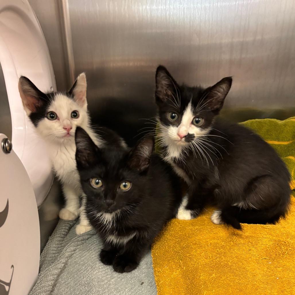 Brooklyn — thumbnail 5