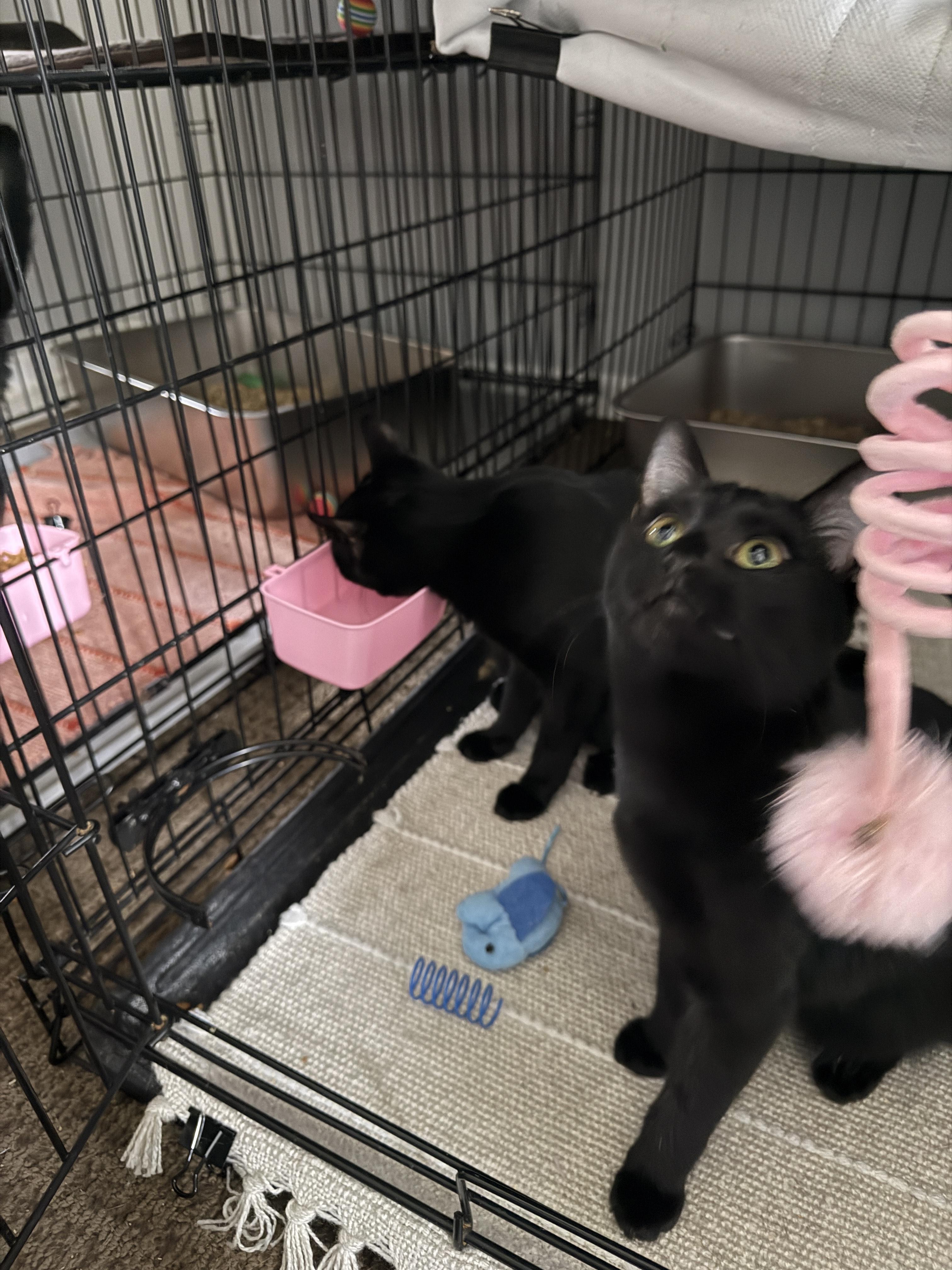 Enlarge Ariel, a Adoptable Domestic Short Hair in Plymouth , NH image 1/6