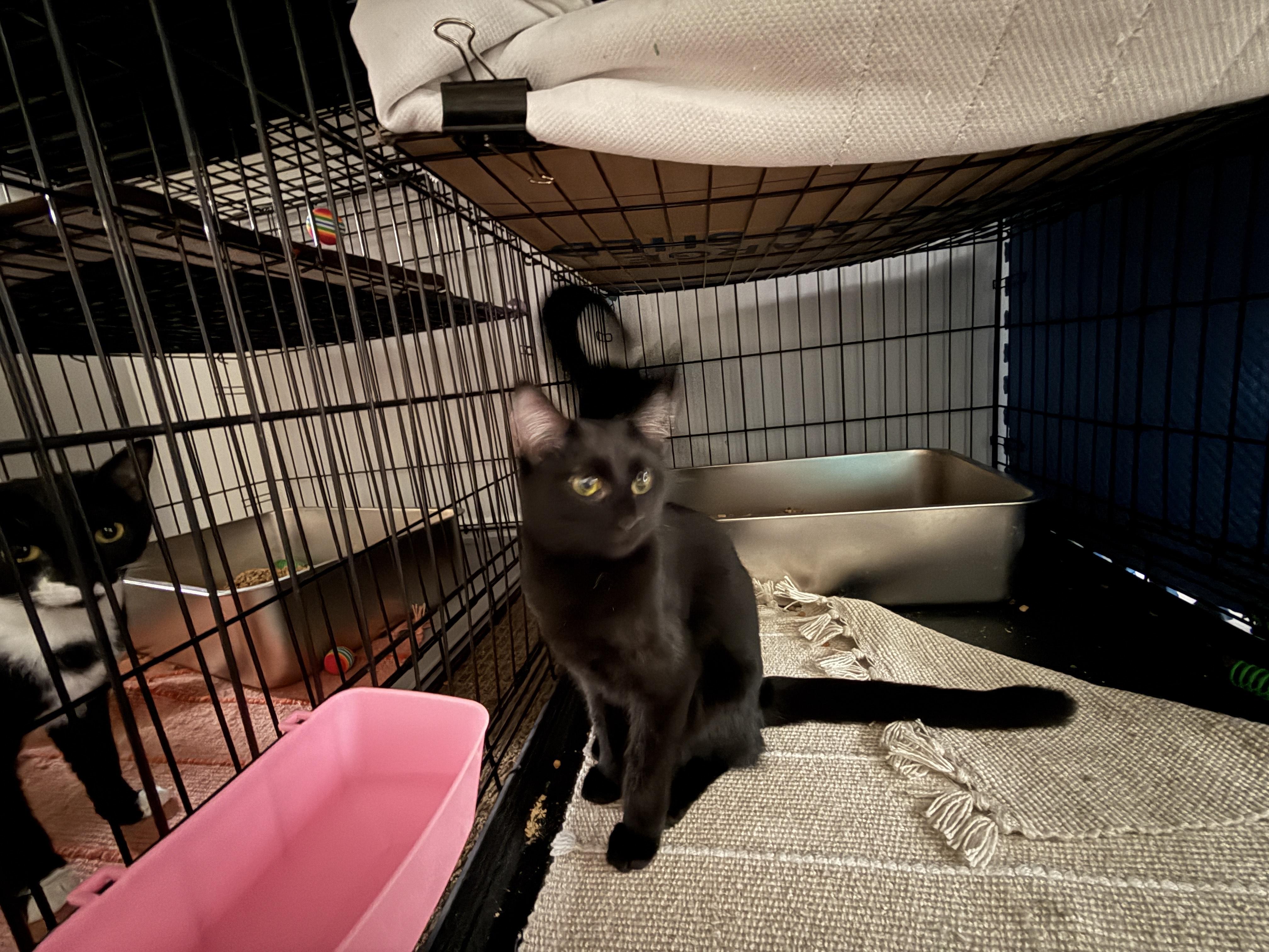 Enlarge Ariel, a Adoptable Domestic Short Hair in Plymouth , NH image 3/6