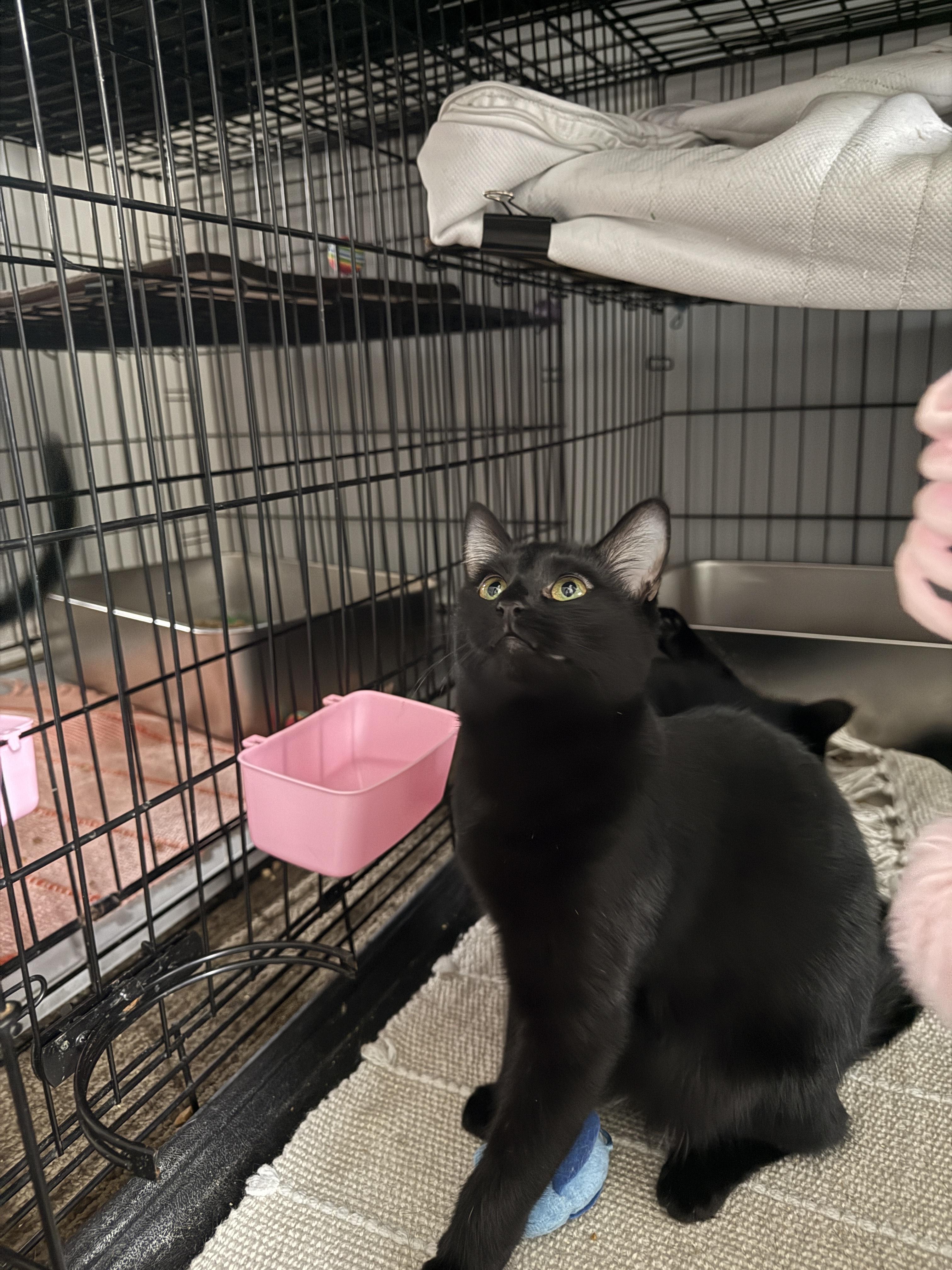 Enlarge Ariel, a Adoptable Domestic Short Hair in Plymouth , NH image 6/6