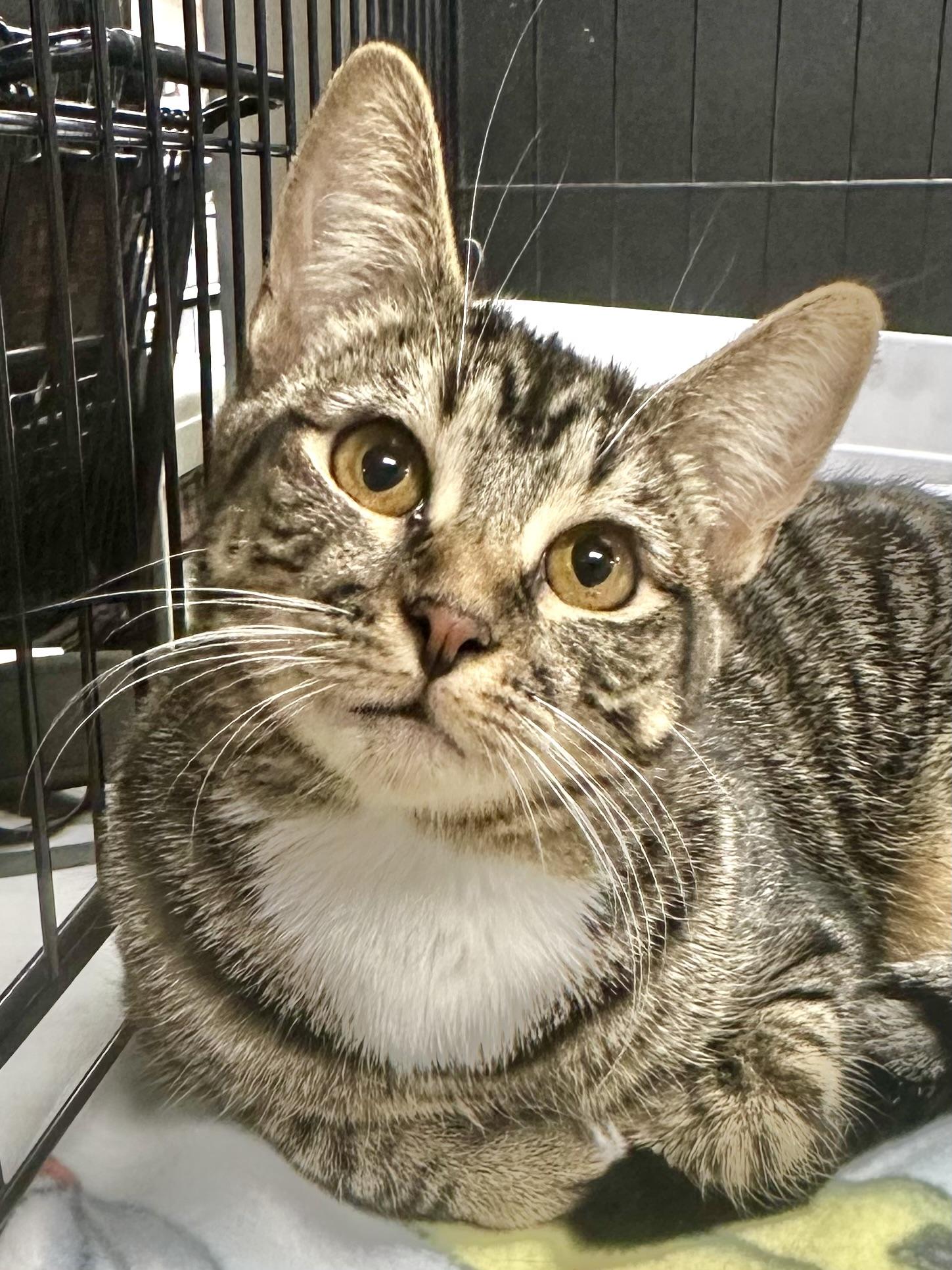 Yuzu, a Adoptable Domestic Short Hair in Riverside, CA image 1/5