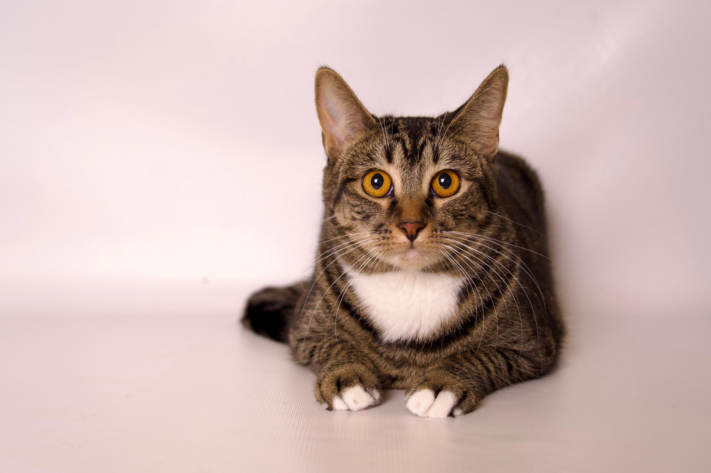 Enlarge Yuzu, a Adoptable Domestic Short Hair in Riverside, CA image 1/6