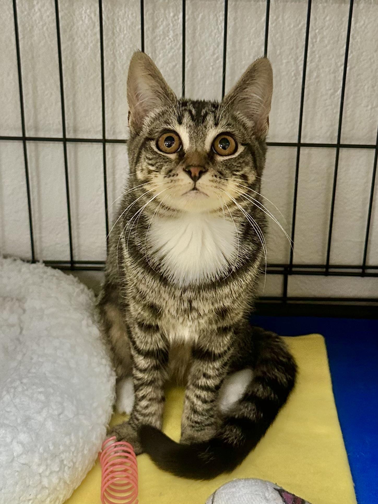 Yuzu, a Adoptable Domestic Short Hair in Riverside, CA image 2/5