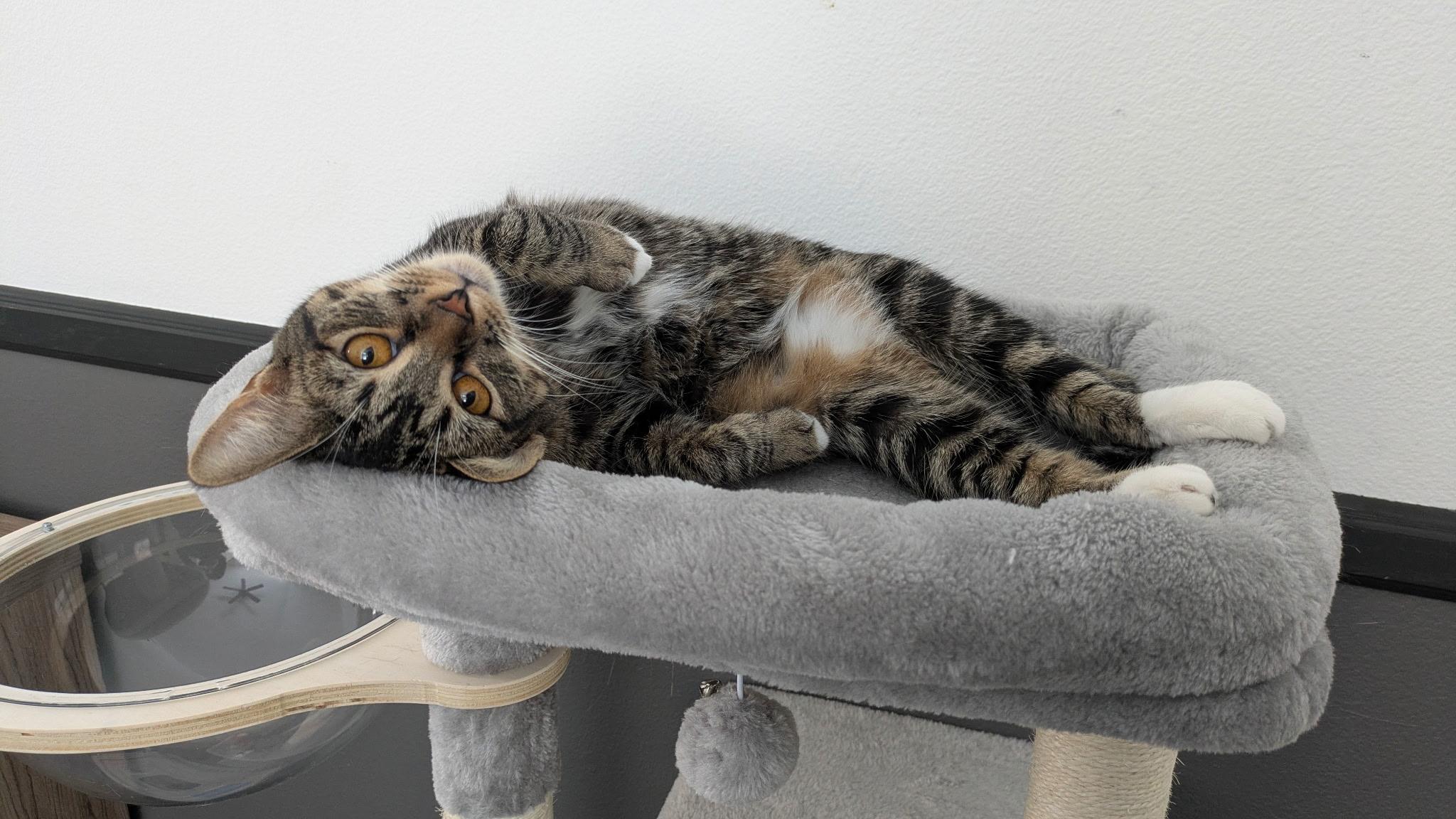 Yuzu, Adoptable, Young Female Domestic Short Hair.