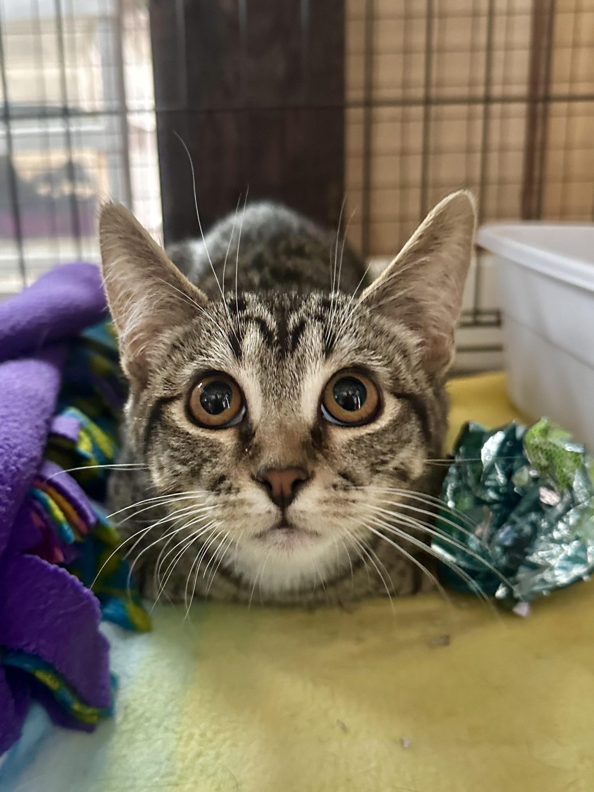 Yuzu, a Adoptable Domestic Short Hair in Riverside, CA image 4/5