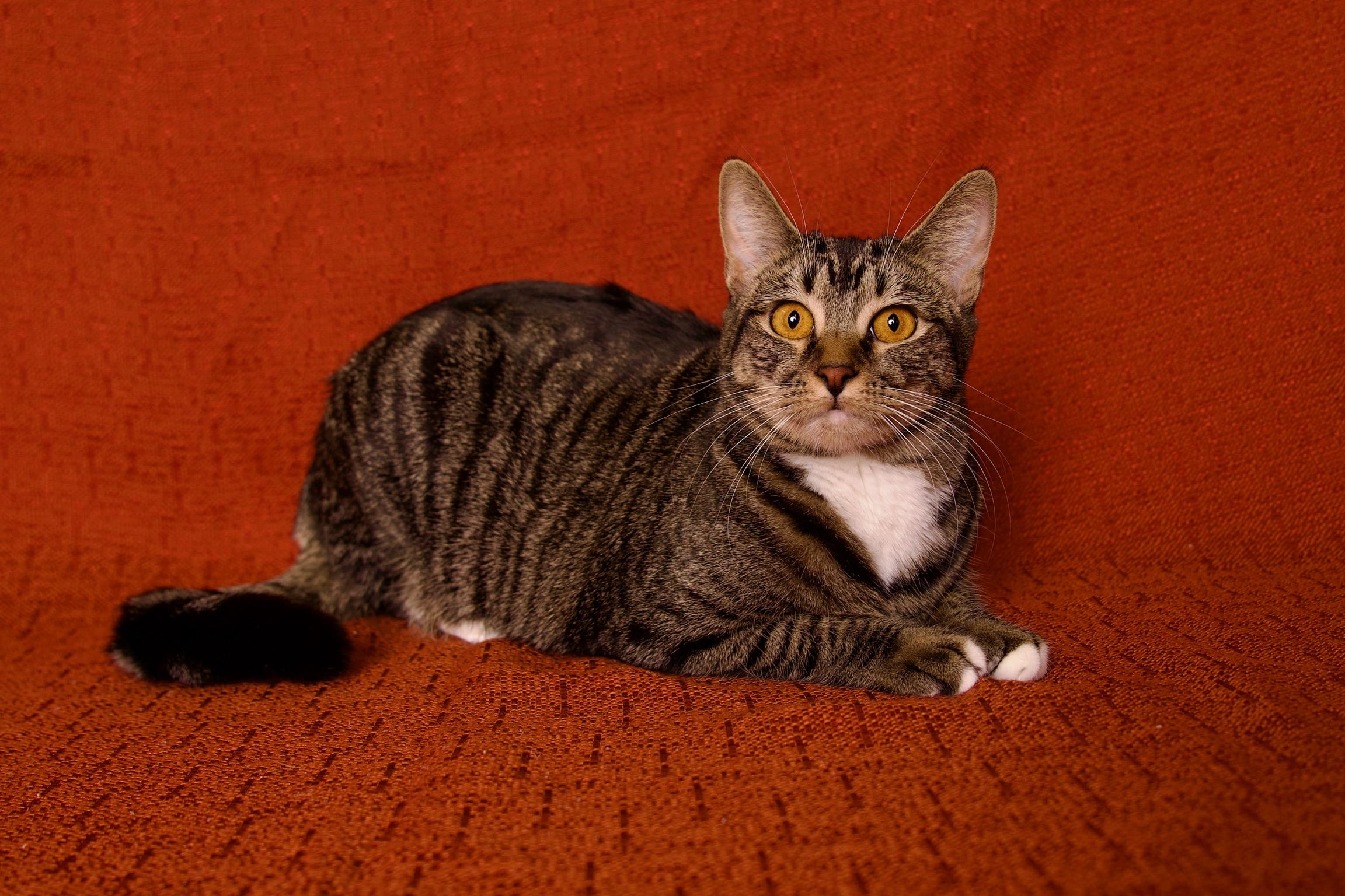 Enlarge Yuzu, a Adoptable Domestic Short Hair in Riverside, CA image 4/6