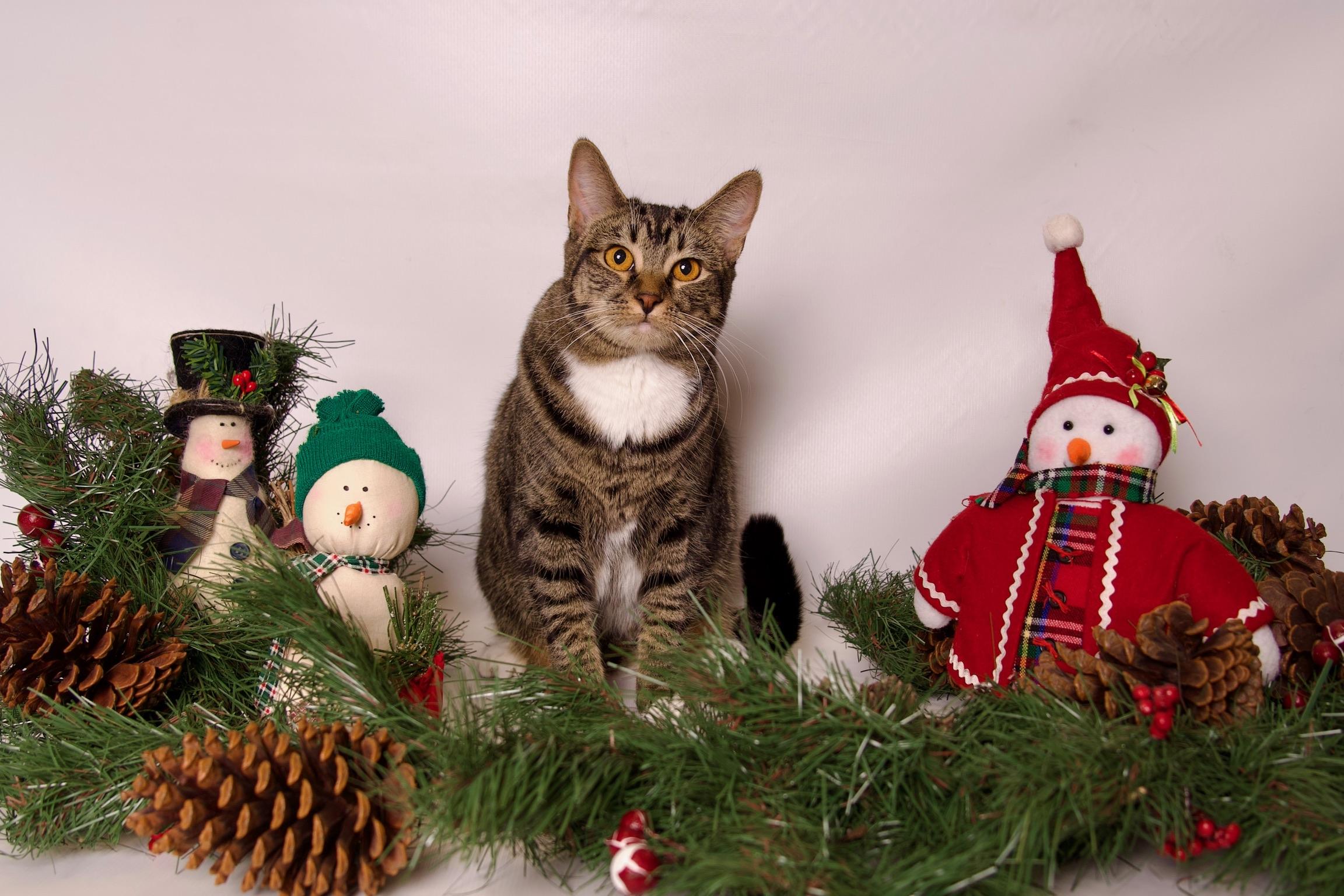 Enlarge Yuzu, a Adoptable Domestic Short Hair in Riverside, CA image 5/6