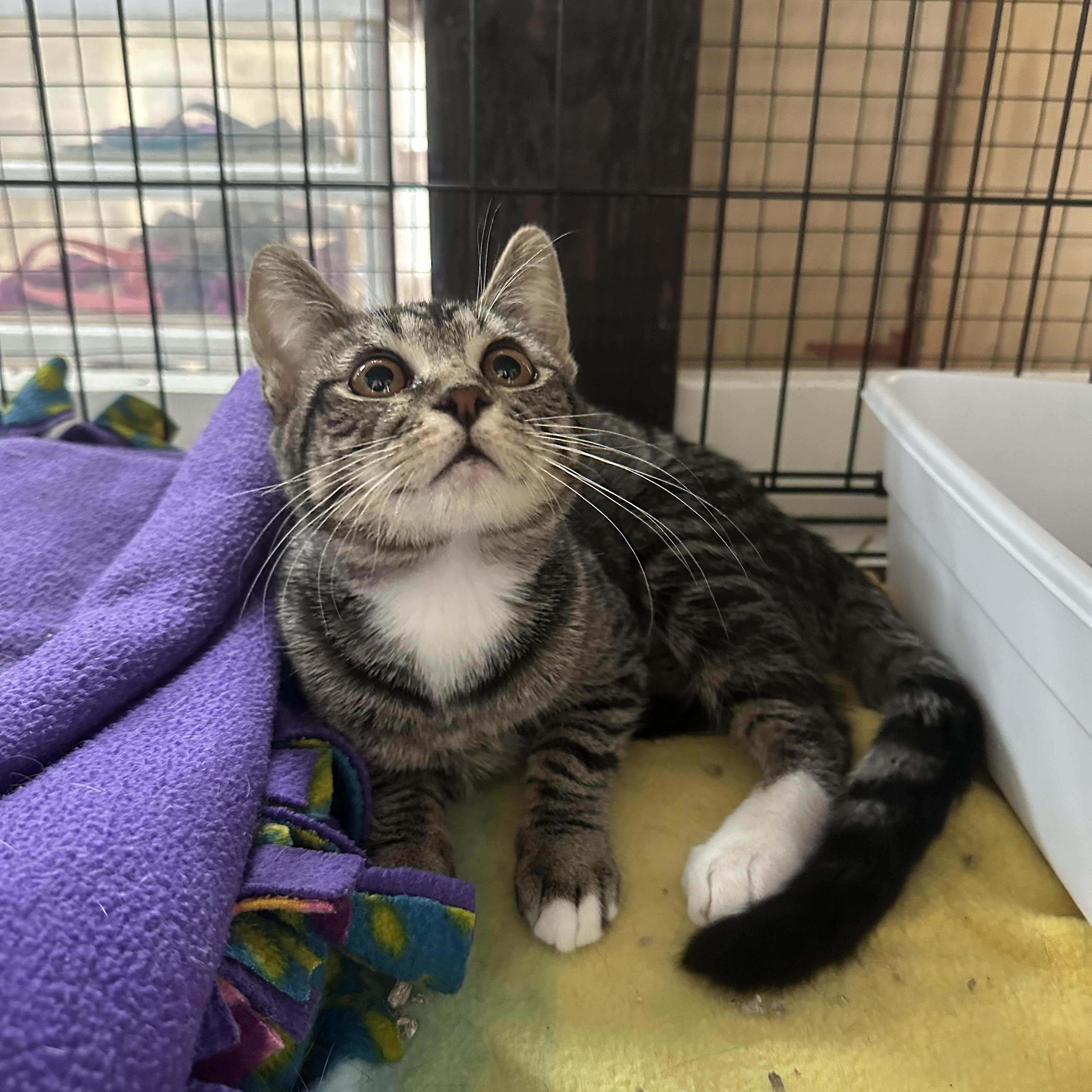 Yuzu, a Adoptable Domestic Short Hair in Riverside, CA image 5/5