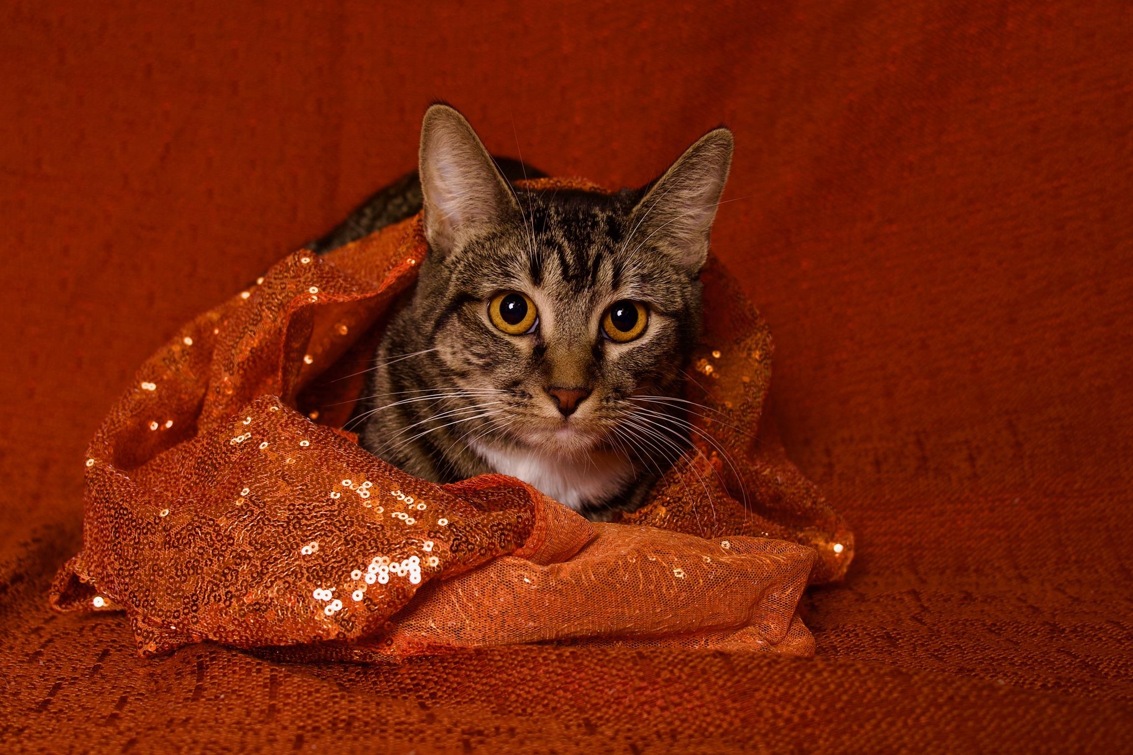 Yuzu, Adoptable, Young Female Domestic Short Hair.
