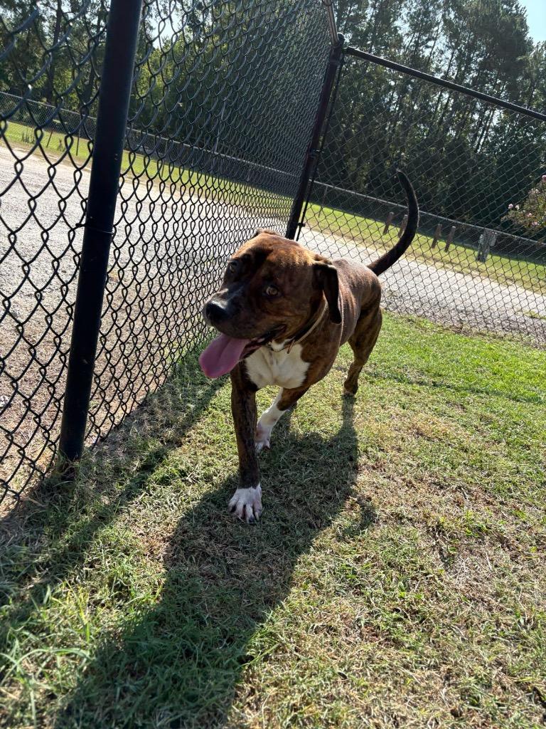 Mr. Eisenhower, Adoptable, Adult Male Mixed Breed.