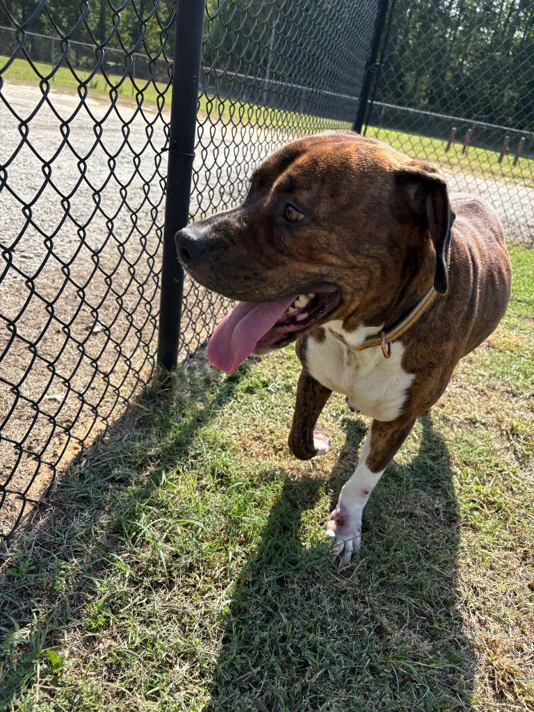 Enlarge Mr. Eisenhower, a Adoptable mixed breed in Effingham, SC image 2/2