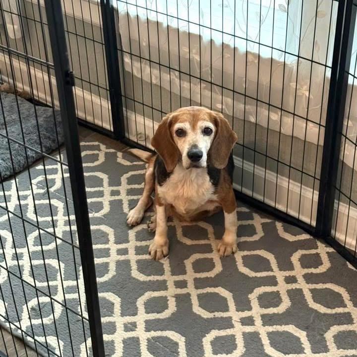 Apple Fritter, Adoptable, Senior Female Beagle.