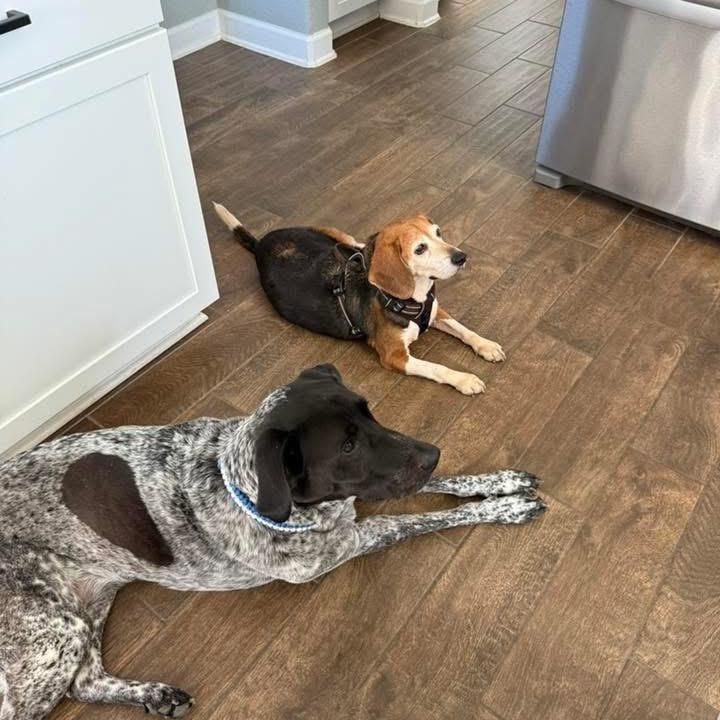 Enlarge Apple Fritter, a Adoptable Beagle in Austin, TX image 4/5