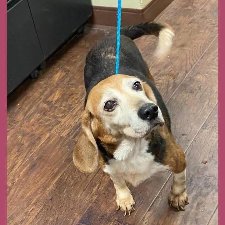 Enlarge Apple Fritter, a Adoptable Beagle in Austin, TX image 5/5