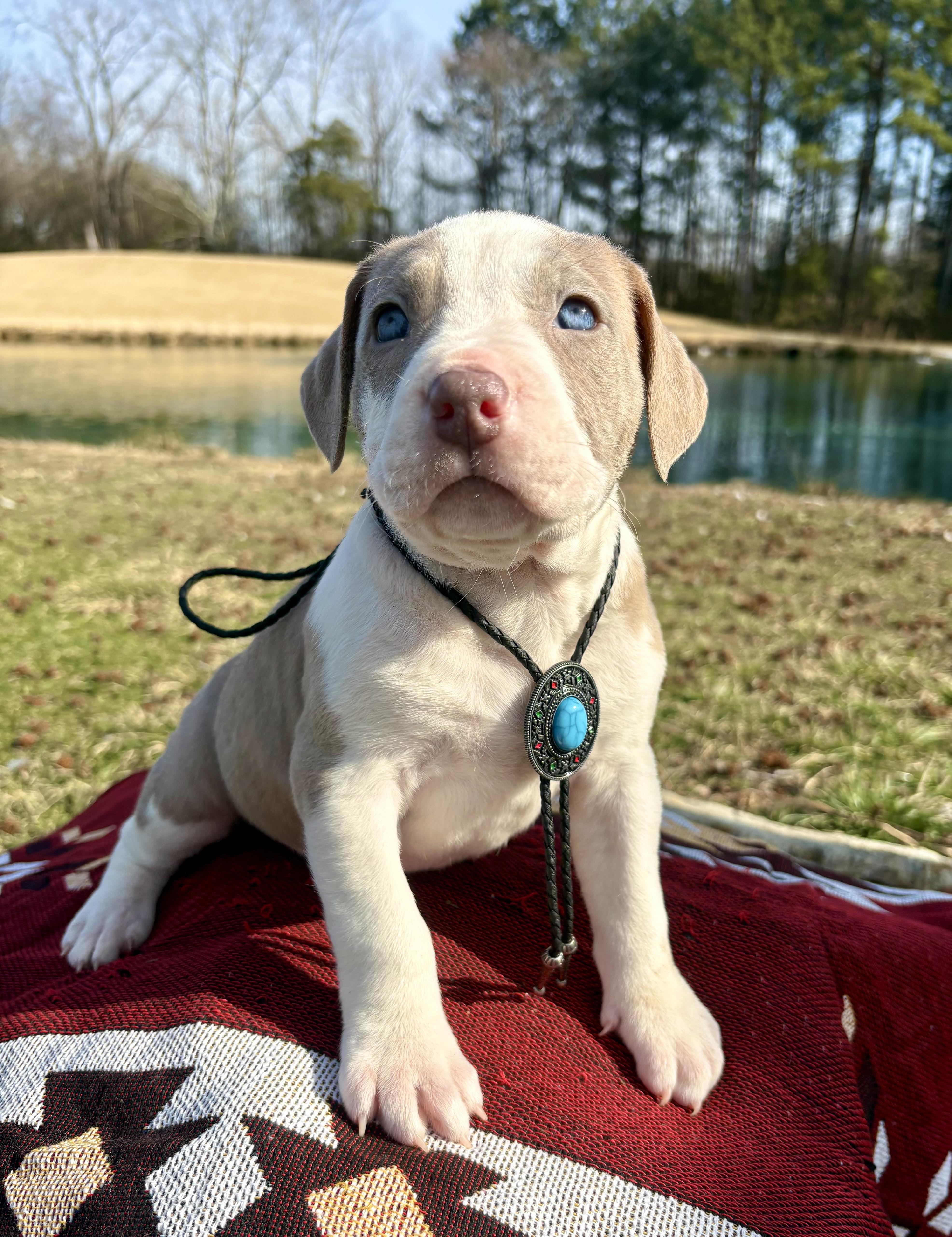 Strong Bear, adopted, Puppy Male American Staffordshire Terrier & Pit Bull Terrier.