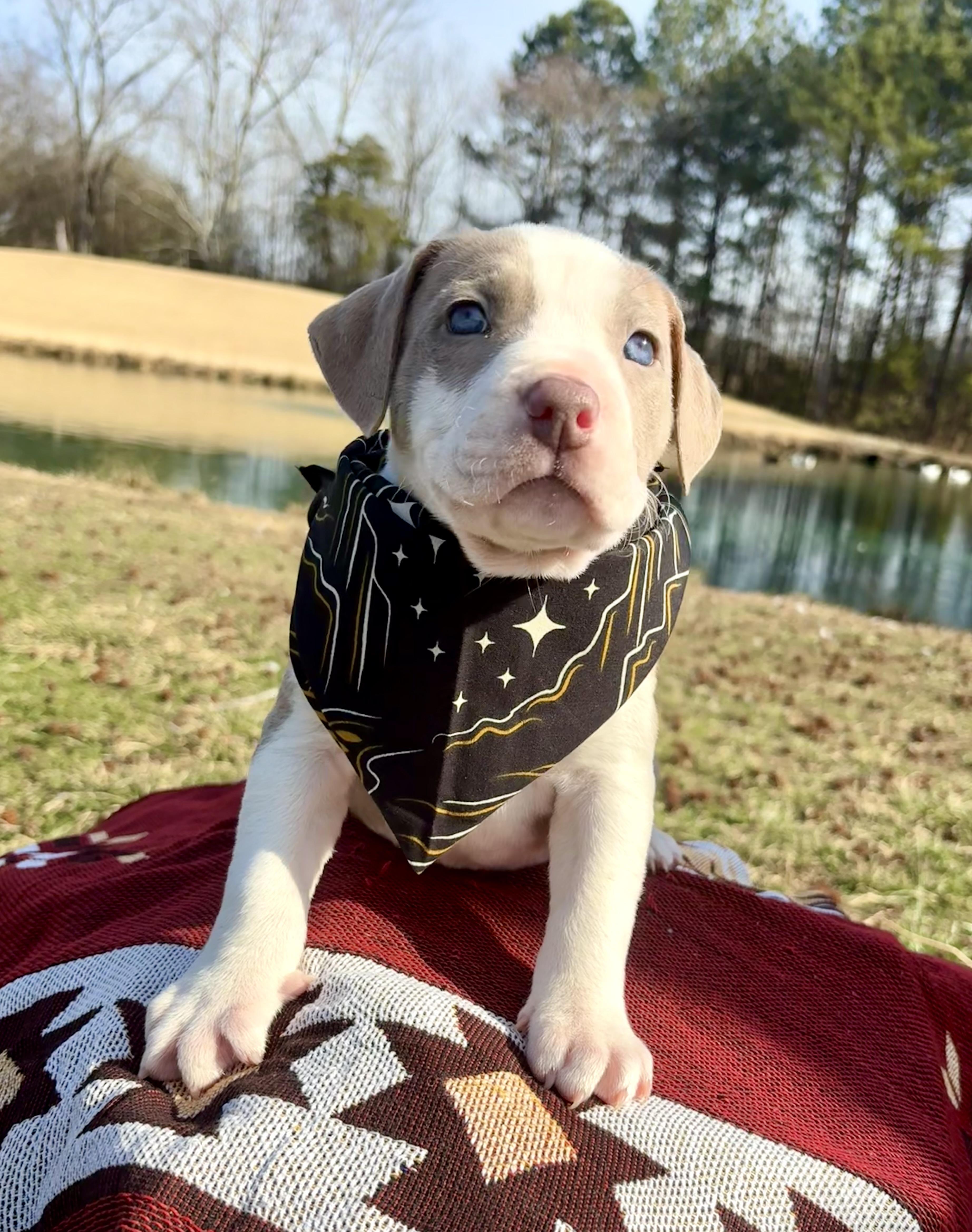 Enlarge Strong Bear, an adopted mixed breed in Pittsboro, NC image 3/3